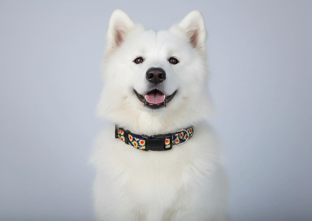 1" Sunflower Dog Collar or Leash image 0